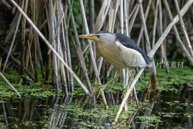 雄性小麻鸦或普通小麻鸦(Ixobrychus minutus)